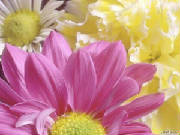 chrysanthemumms.jpg