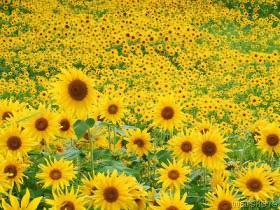 1000sunflowers.jpg