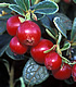 lingonberries.jpg