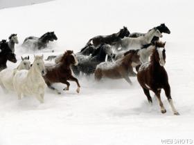 snowhorses.jpg