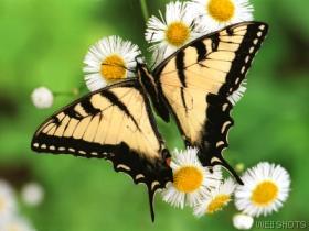 tigerswallowtailbutterfly.jpg